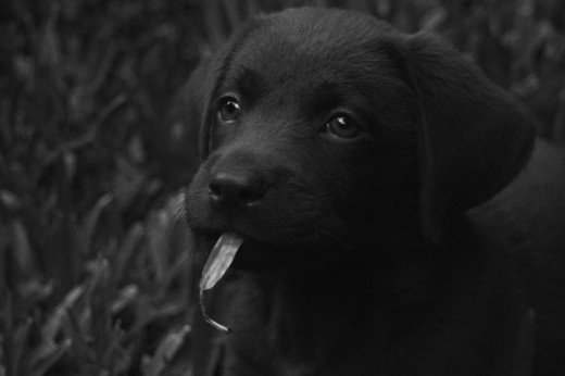 Un pequeño gran perro!!!